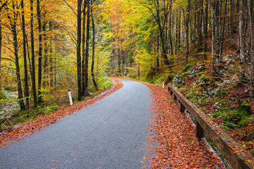 Road in the autumnal forest