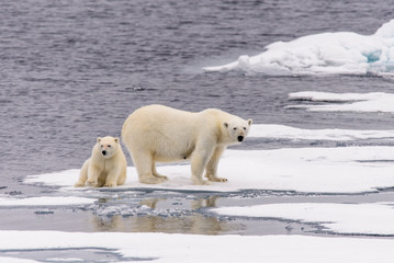 Obraz na płótnie Canvas Polar bear (Ursus maritimus) mother and cub on the pack ice, nor