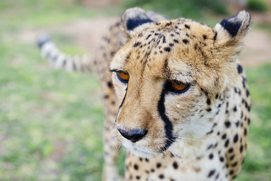 Namibia, Kamanjab, portrait of cheetah