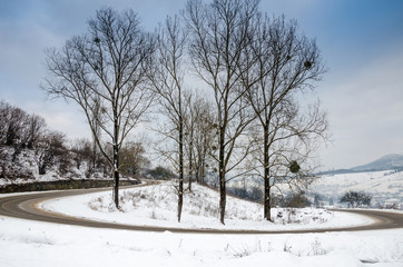 Fototapeta na wymiar Winter landscape, trees in a row closeup, the frost on the grass