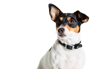 Jack Russell Terrier, isolated on white