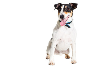 Portrait of a purebred smooth fox terrier  white background