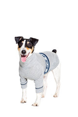 Fototapeta premium Portrait of a purebred smooth fox terrier white background