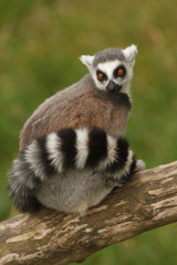Madagascan Ring Tailed Lemur