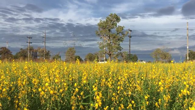 crotalaria flower yellow field farm nature background wallpaper landscape bloom