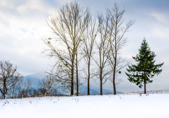 Winter landscape, snow-capped mountains, trees on a background o