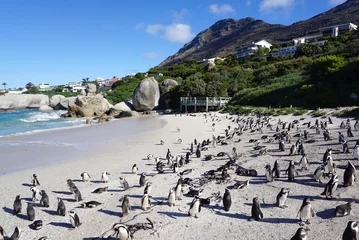 Crédence de cuisine en verre imprimé Pingouin Colonie de pingouins africains à Boulders Beach, Table Mountain Nation