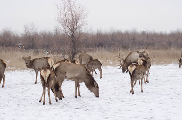 Deer on a snow