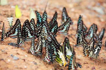butterflies swarm eats the minerals in the soil