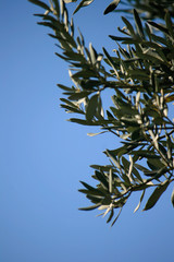 Olive Tree Leaves with Sky