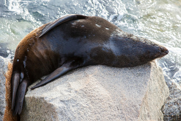 Narooma Seal