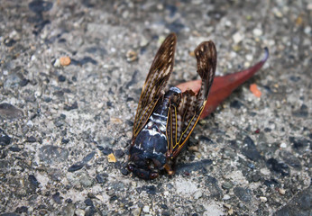 Dead Japanese Cicada, The end of summer