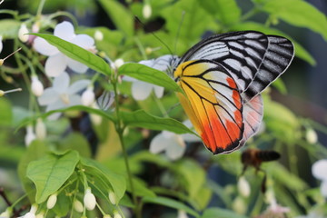 Beautiful butterfly relaxing and feeding nectar from white flowers