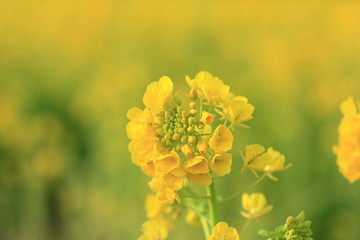 Canola flower spring season in Japann
