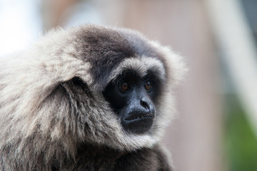 A Silvery Gibbon