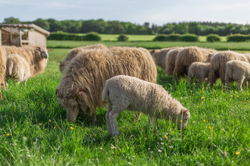 Schafe auf einem Grünen Bio Bauernhof im Sommer