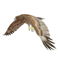 Gurney Eagle on white. 3D illustration