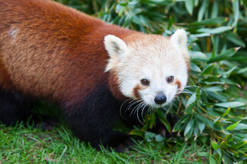 Nepalese Red Panda
