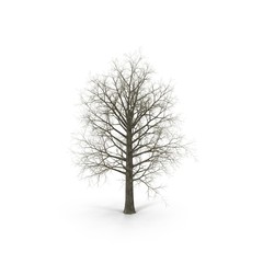 Red Oak Tree Winter on white. 3D illustration