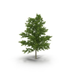 Young Red Oak Tree Summer on white. 3D illustration