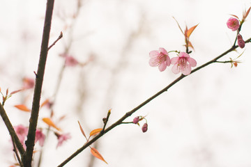 Sakura flower or cherry blossom with fog,cherry blossom in spring time, sakura