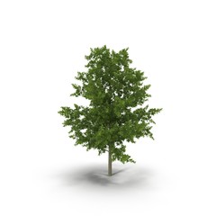 Young Red Oak Tree Summer on white. 3D illustration