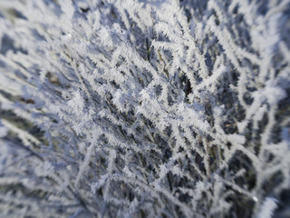 winter frost