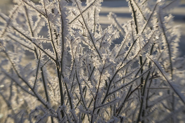 winter frost