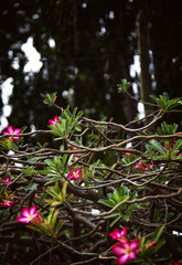 Tropical tree pink flowers and tangled branches background