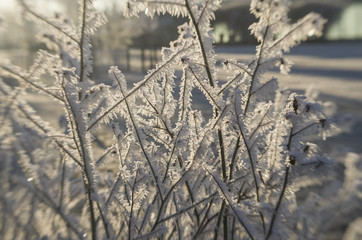 winter frost