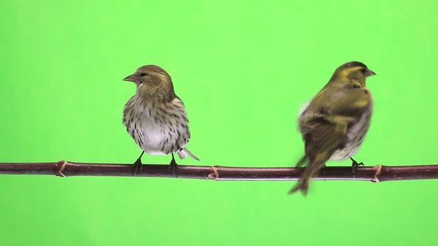 male and female siskin isolated on a green background, studio
