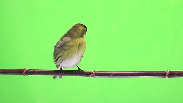 male siskin isolated on a green background, studio