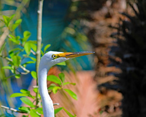 White Egrets