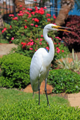 White Egrets