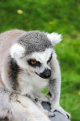 ring tailed lemur