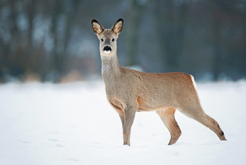 Young roe buck without antlers during winter time