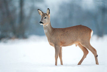 Young roe buck without antlers during winter time