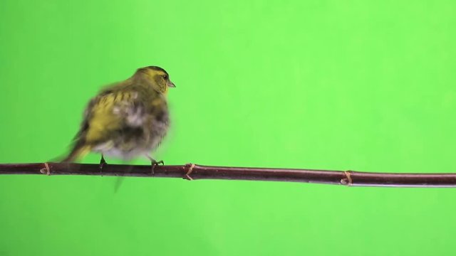 male  siskin isolated on a green background, studio