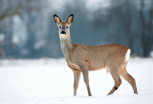 Fototapeta Young roe buck without antlers during winter time