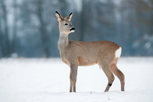 Fototapeta Young roe buck without antlers during winter time