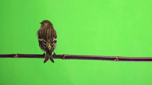  female siskin isolated on a green background, studio