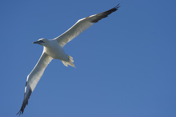 Northern Gannet Against Blue Sky