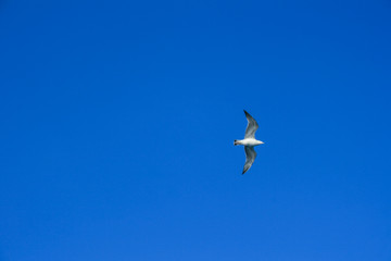 Flying Seagull on Sky