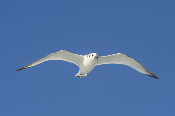 Bonapartes Gull in Flight