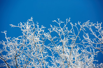 white winter branches
