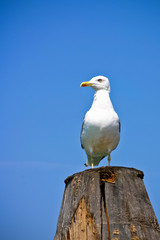 Proud seagull sitting on a pile shabby.