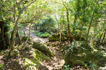 Obraz premium Mt. Kanuki hiking route