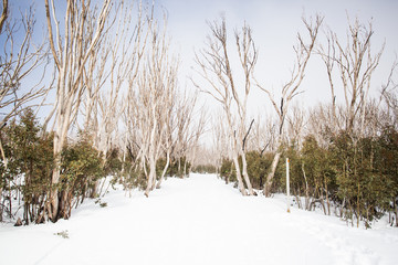 Lake Mountain Trail