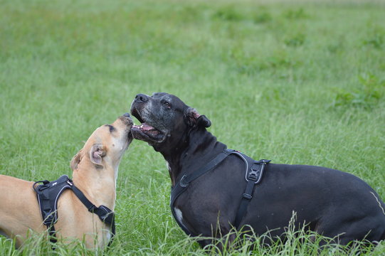 Deutsche Doggen