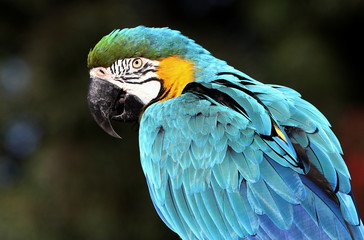 Portrait close-up of a South American Blue and Yellow Macaw parrot (Ara ararauna)
